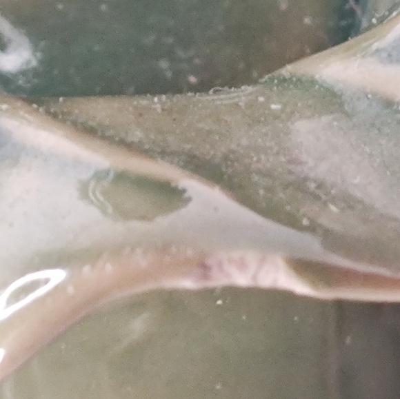 Art Pottery Frog Playing Horn On Lily Pad Planter Frog Green Garden - Picture 7 of 8